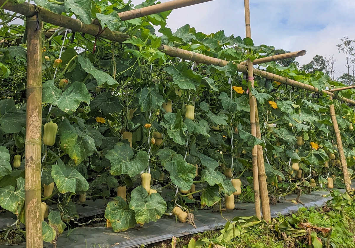 Squash growing on trellises.