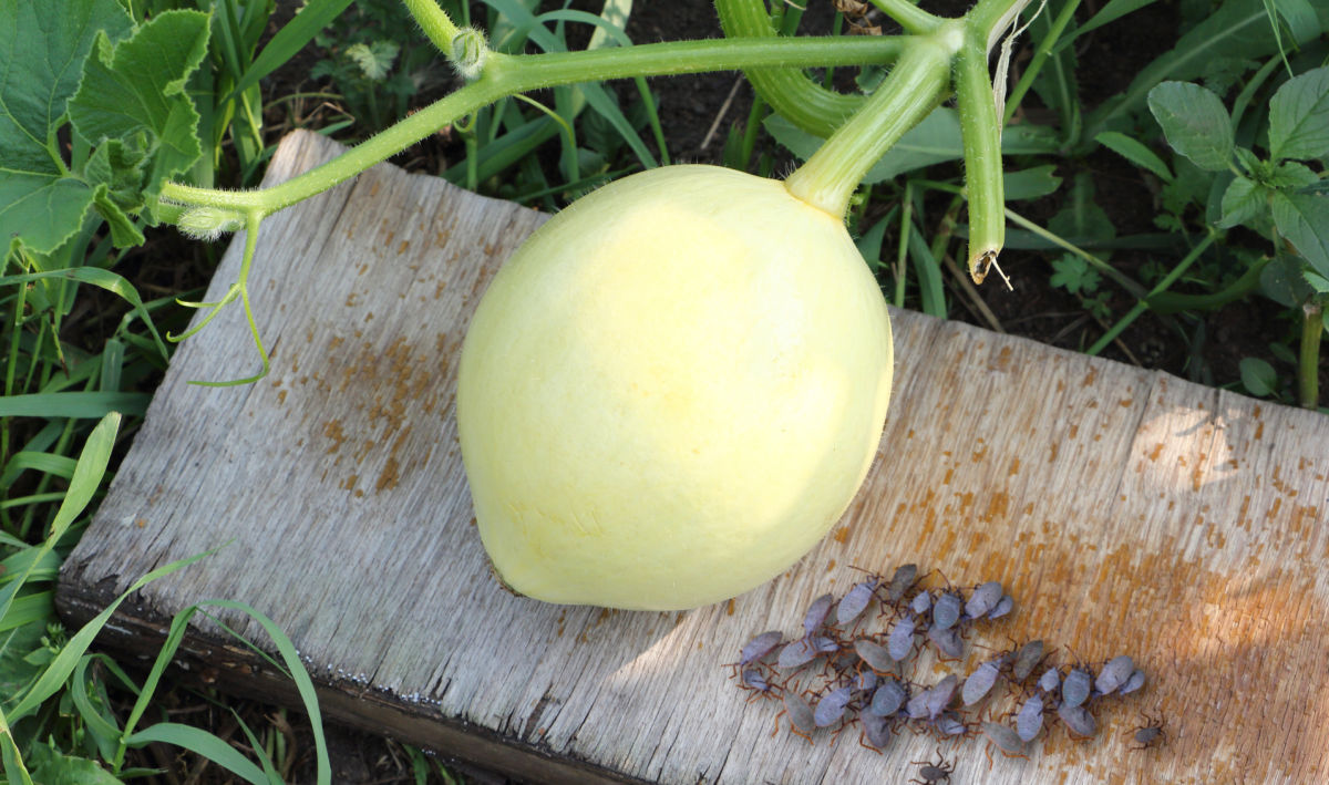 A board in a garden to try and trap squash bugs overnight.