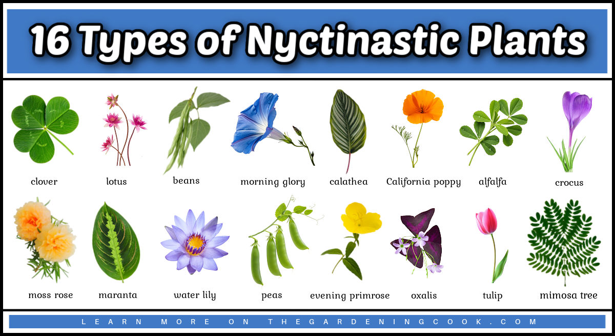 Pictures of 16 types of nyctintastic plants.