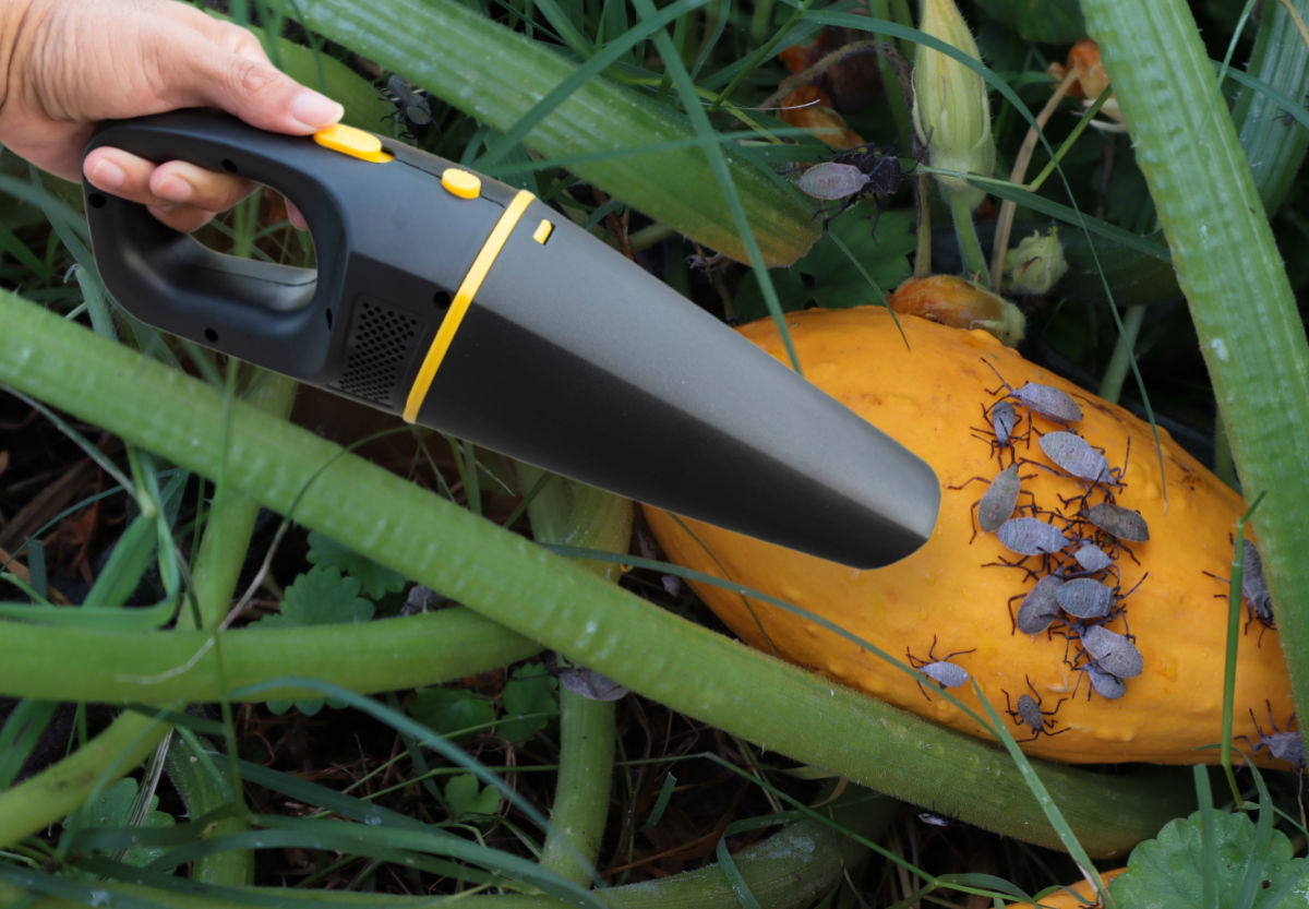  A woman vacuuming squash bugs with a small hand-held vacuum cleaner.