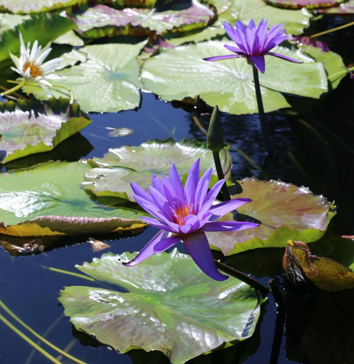 Purple waterlily flowers and leaves opening in the early morning hours.