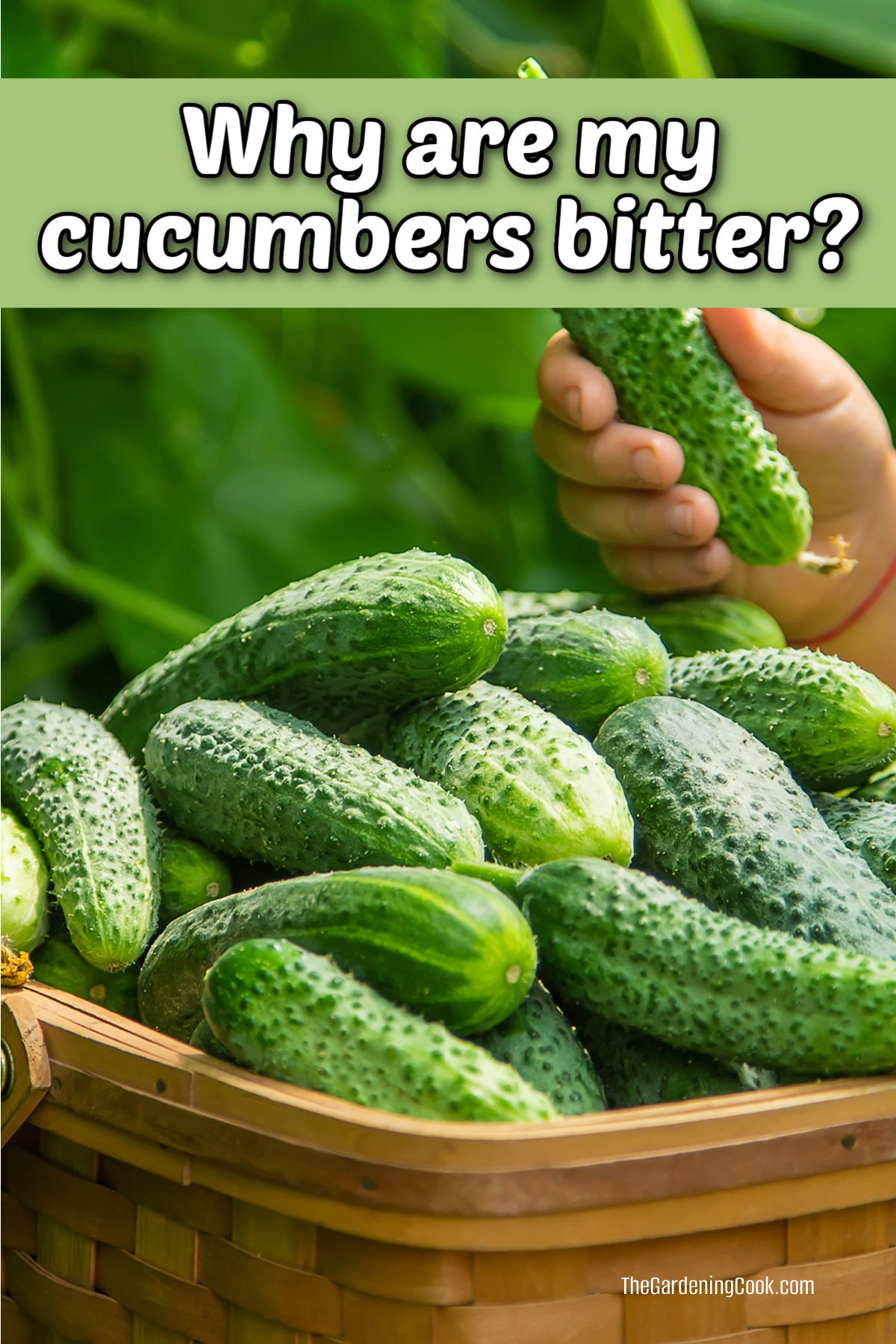 Why Are My Cucumbers Bitter? Are They Safe to Eat? Basket of cucumbers with the words Why are my cucumbers Bitter?