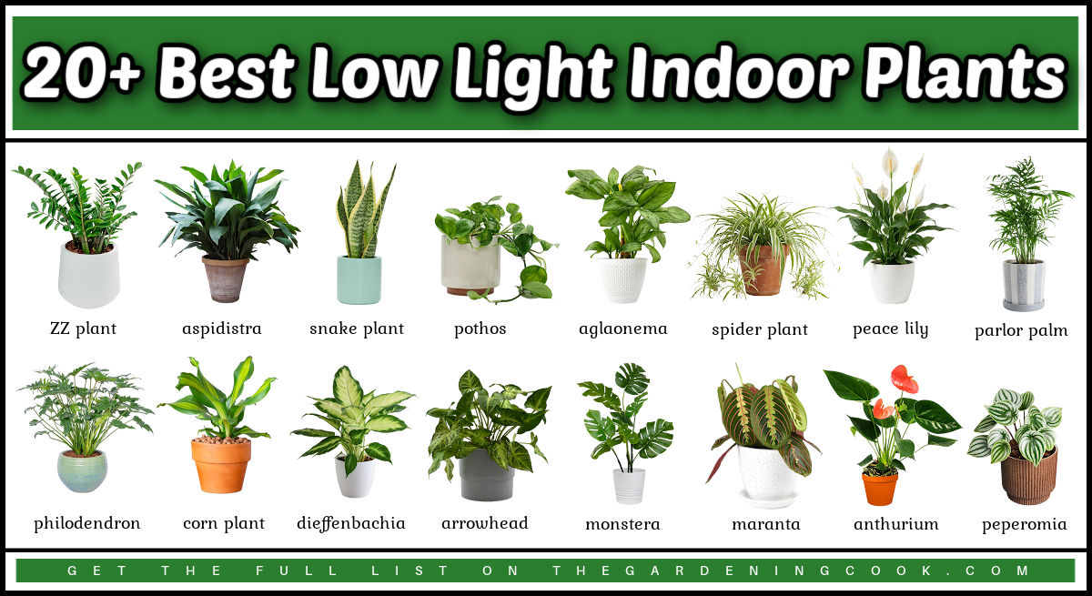 Pictures of the best low light indoor plants with names.