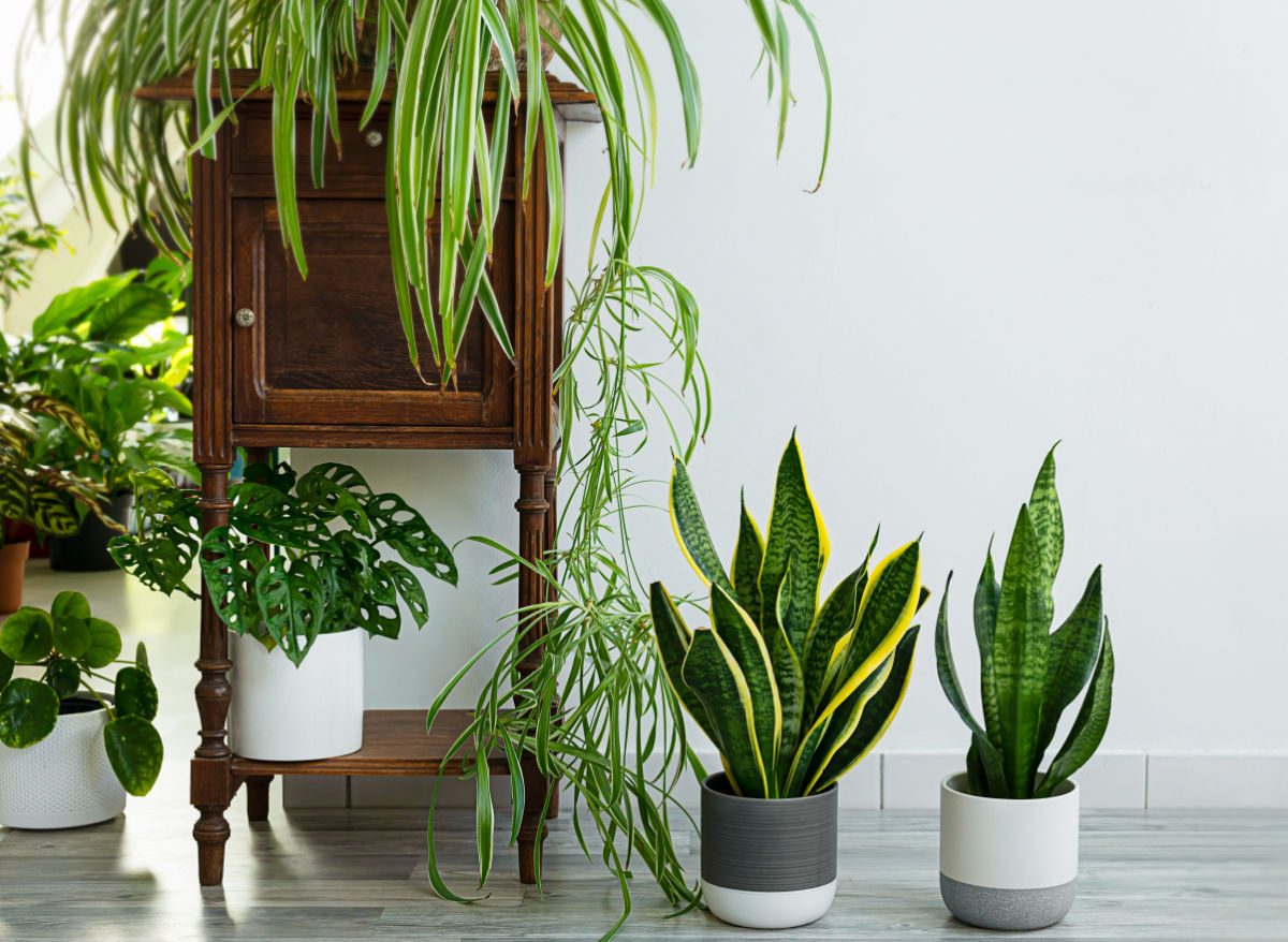 Snake plants, monstera, spider plants and other low light houseplants.