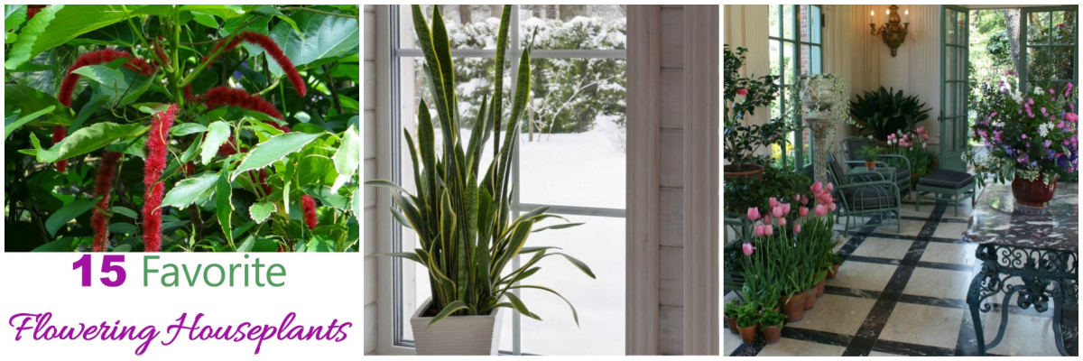 Guides for growing indoor plants - flowering plants, winter plants, and growing indoor plants.