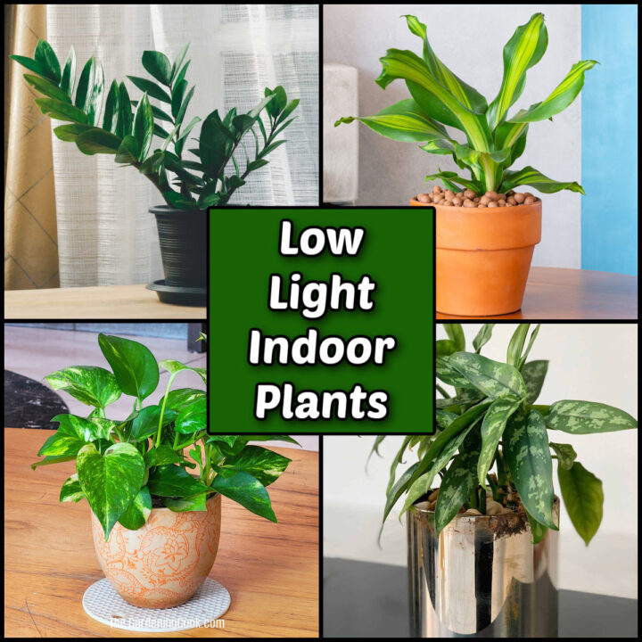 Pictures of zz plant, corn plant, pothos and aglaonema with words low light indoor plants.
