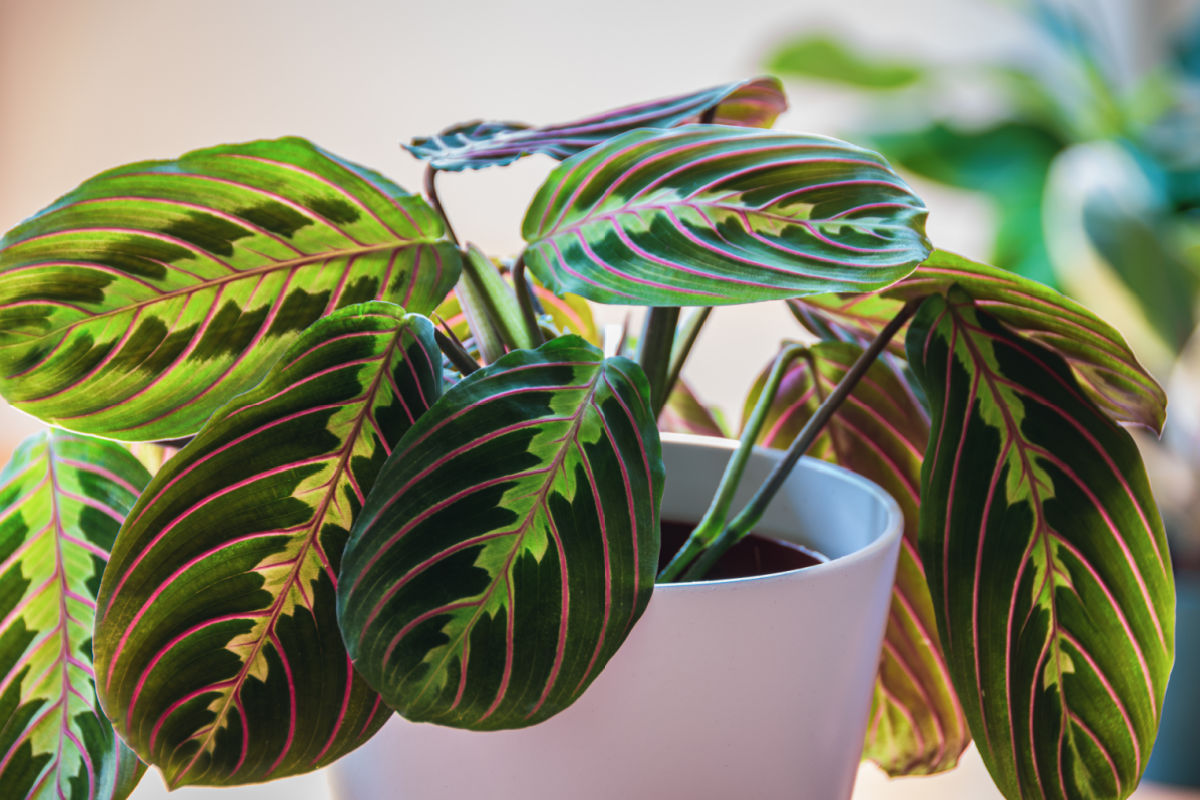 A close up of red and green prayer plant growing in a white pot.
