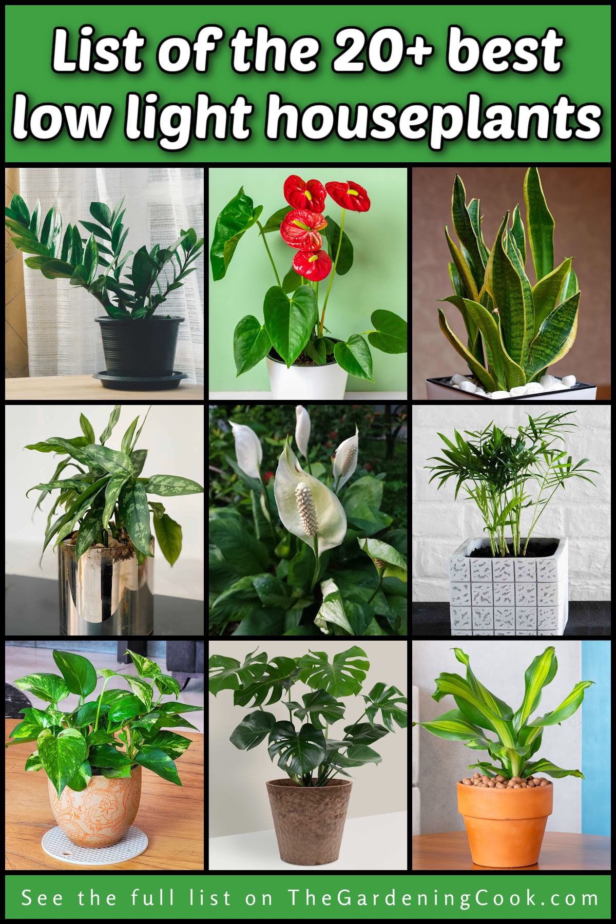 Pictures of several of the best low light houseplants.