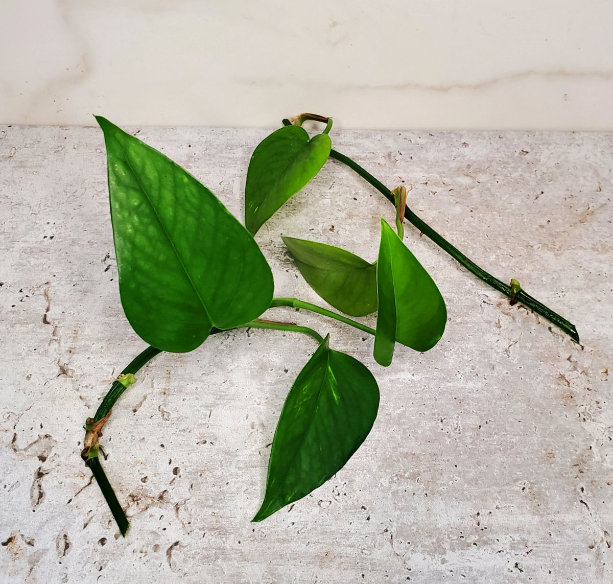 2 healthy pothos cuttings on a white counter.