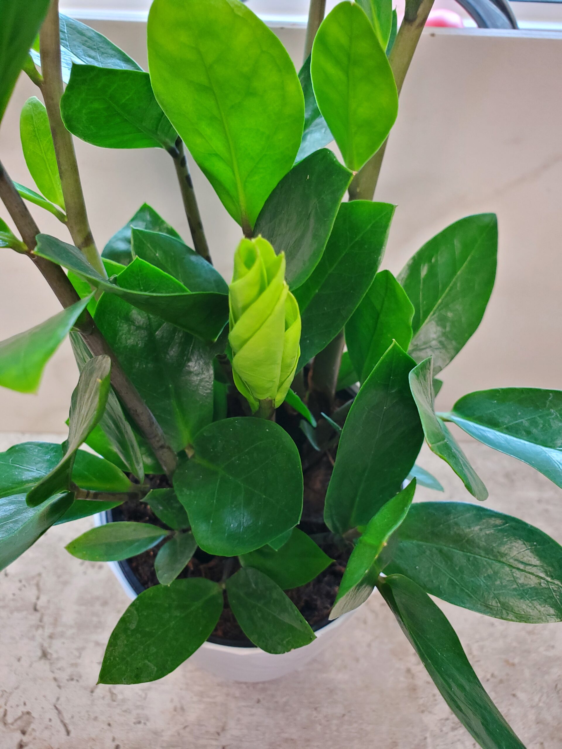 ZZ plant new growth in center of a plant on a counter.
