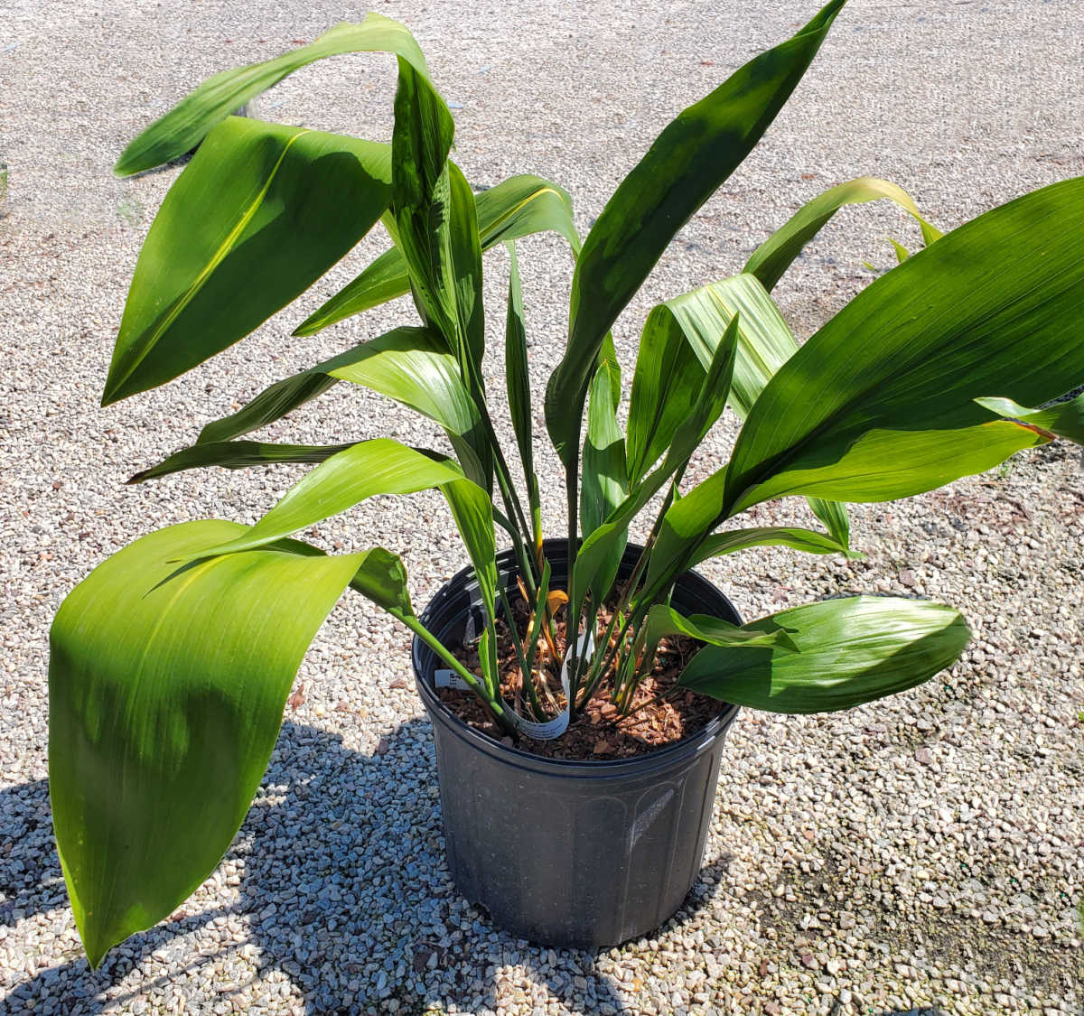 A cast iron plant in a large black tub, sitting on gravel.