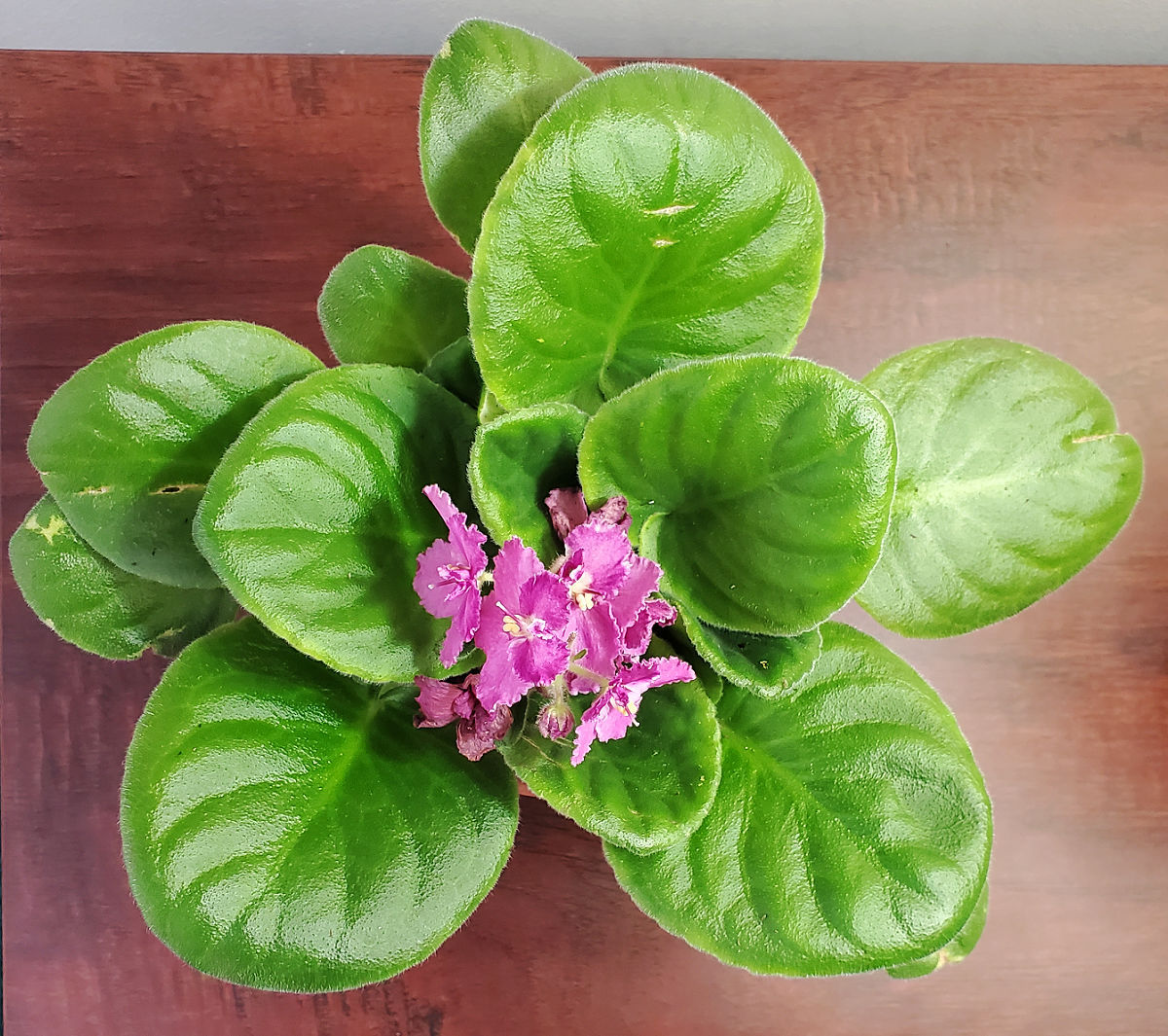 An African violet plant with pink flowers on a wooden table.