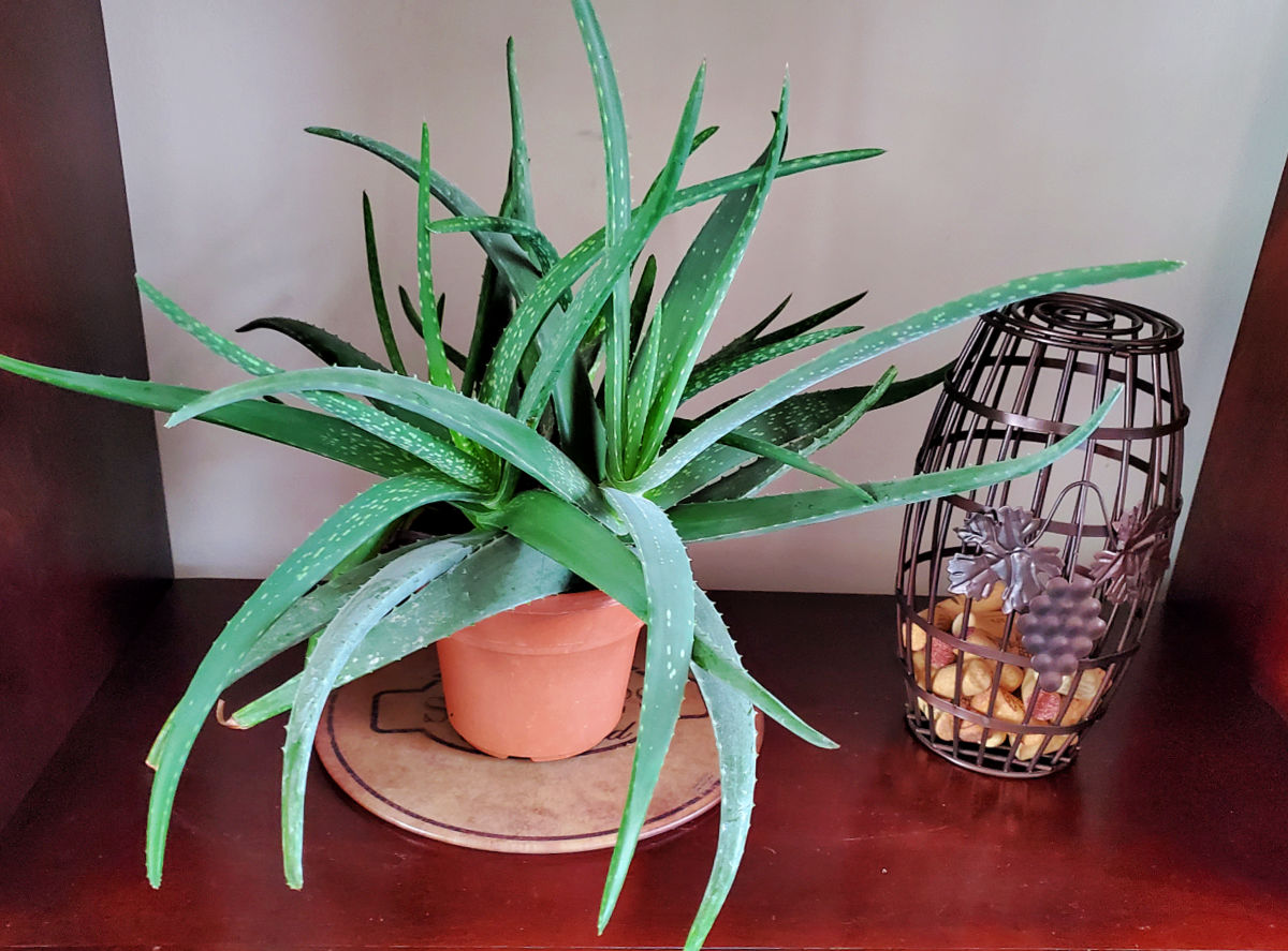Aloe vera plant on a wooden table next to a metal cork holder.