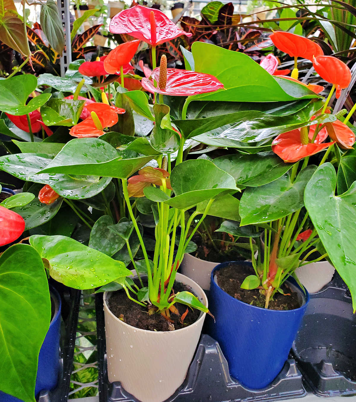 Small pots of anthurium, also known as flamingo flower.