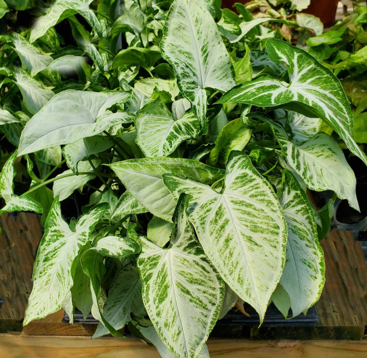 A large arrowhead plant with variegated foliage.