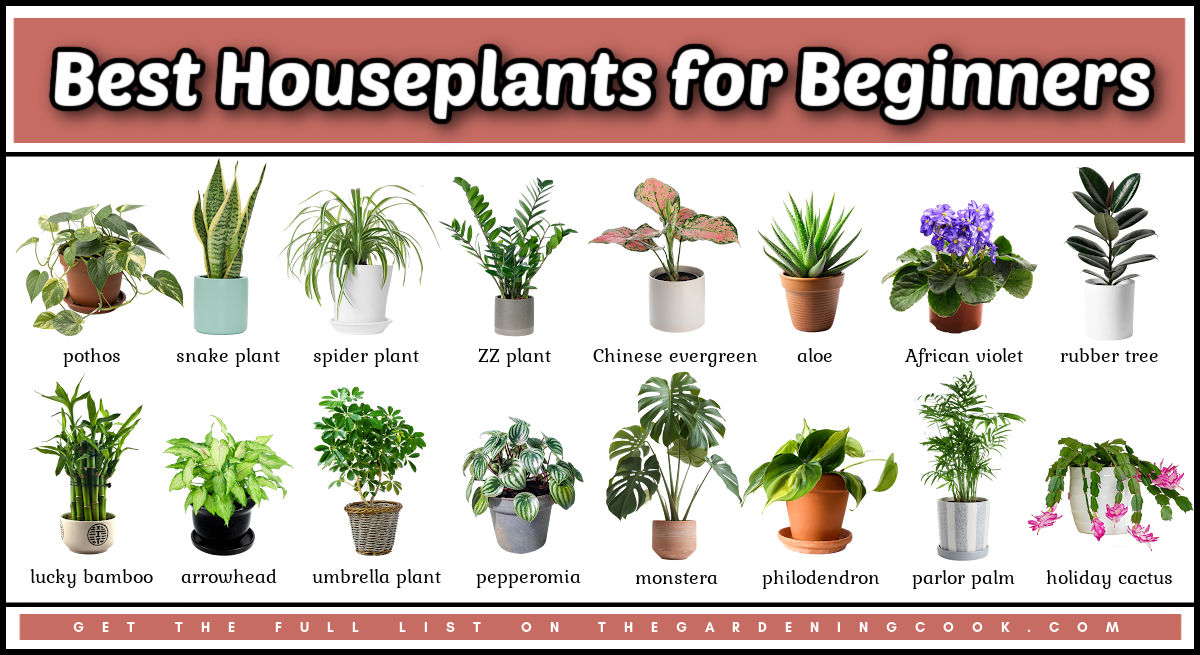 Pictures and names of the best houseplants for beginners to grow.