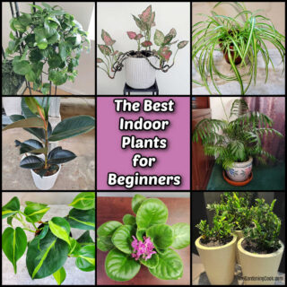 A group of easy houseplants in a collage with text reading The best indoor plants for beginners.