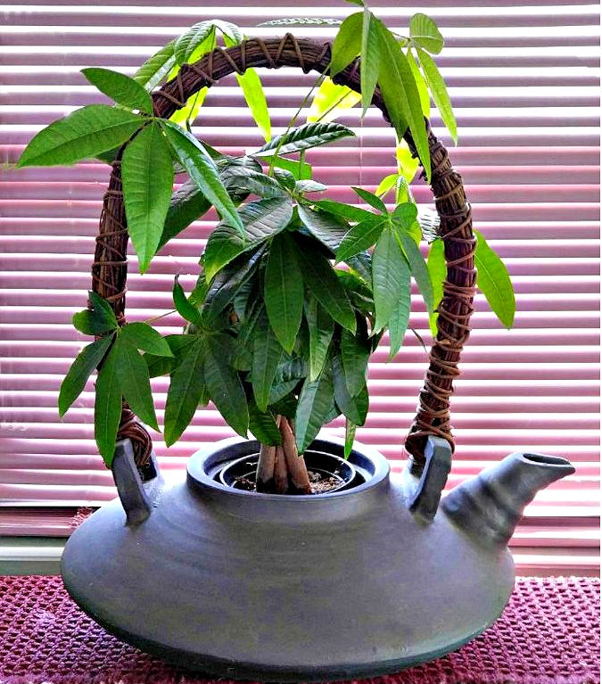 A braided money tree plant in a large teapot planter.
