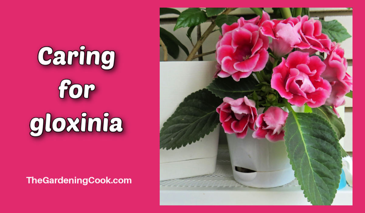 A pink gloxinia plant in flower in a white pot with text that reads caring for gloxinia.