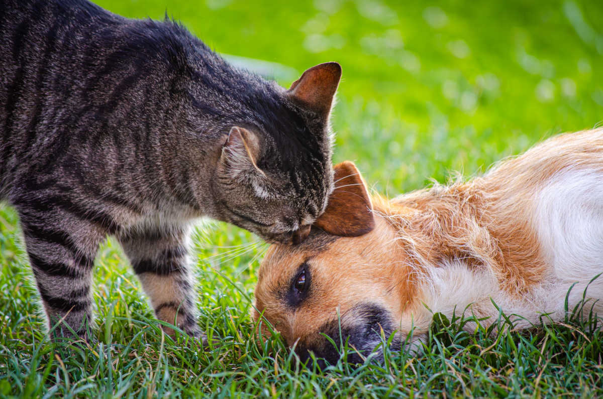 A cat licking a dog in a field.