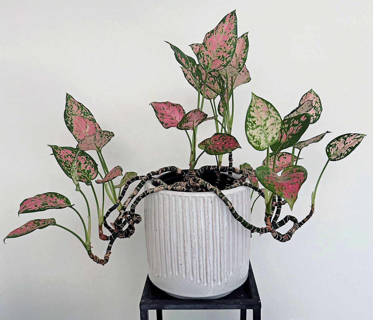 Aglaonema, also known as Chinese evergreen plant, in a white pot on a black plant stand.