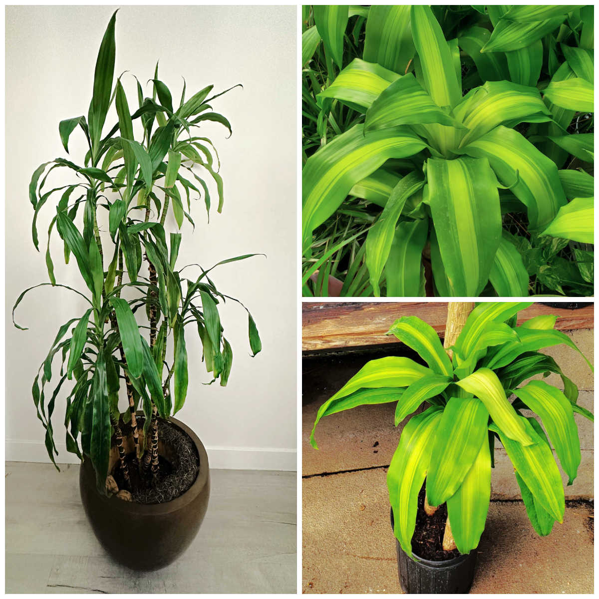 Dracaena fragrans corn plant photos in a collage.
