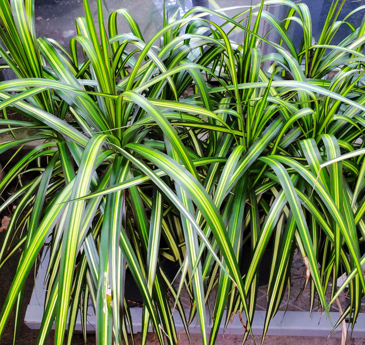Dragon tree plants - Dracaena marginata - in large pots on a nursery shelf.