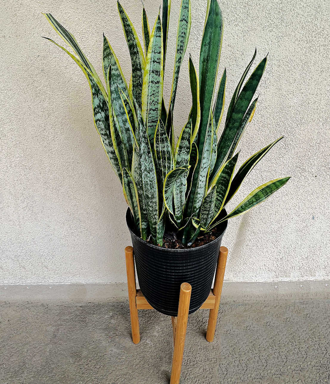A mature snake plant in a black pot on a small plant pedestel.