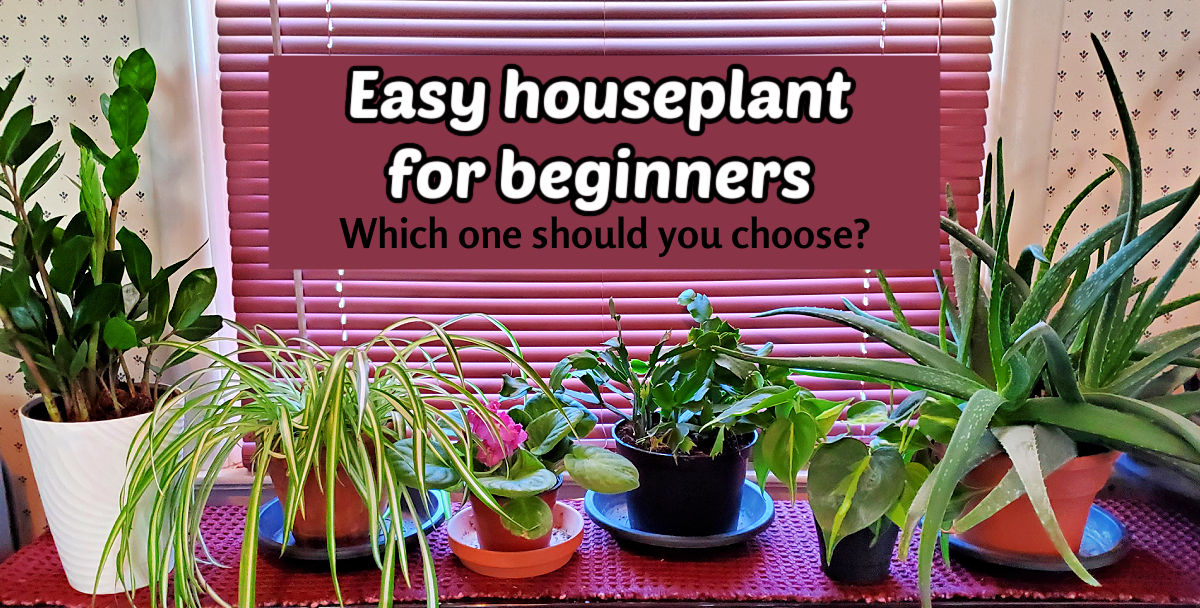A selection of indoor plants on a shelf with text that reads Easy Houseplants for Beginners - which one should you choose?