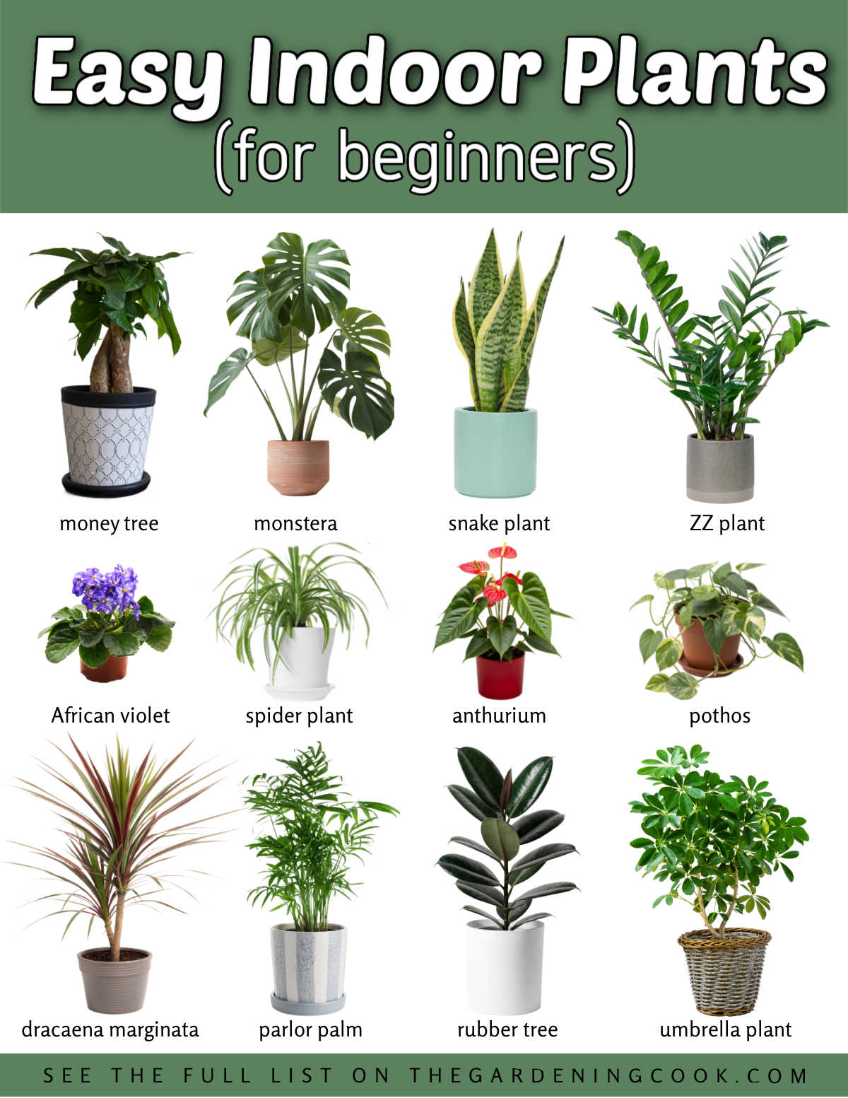 Pictures and names of easy houseplants for beginners.