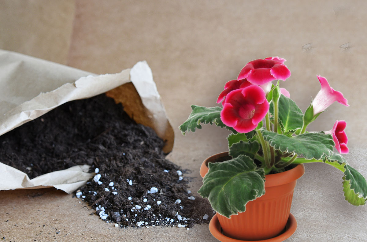 A gloxinia plant with pink flowers in a pot next to a bag of well-draining soil.