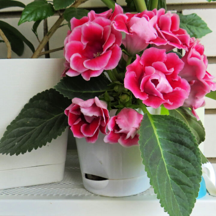 A gloxinia plant with pink flowers in a white pot.