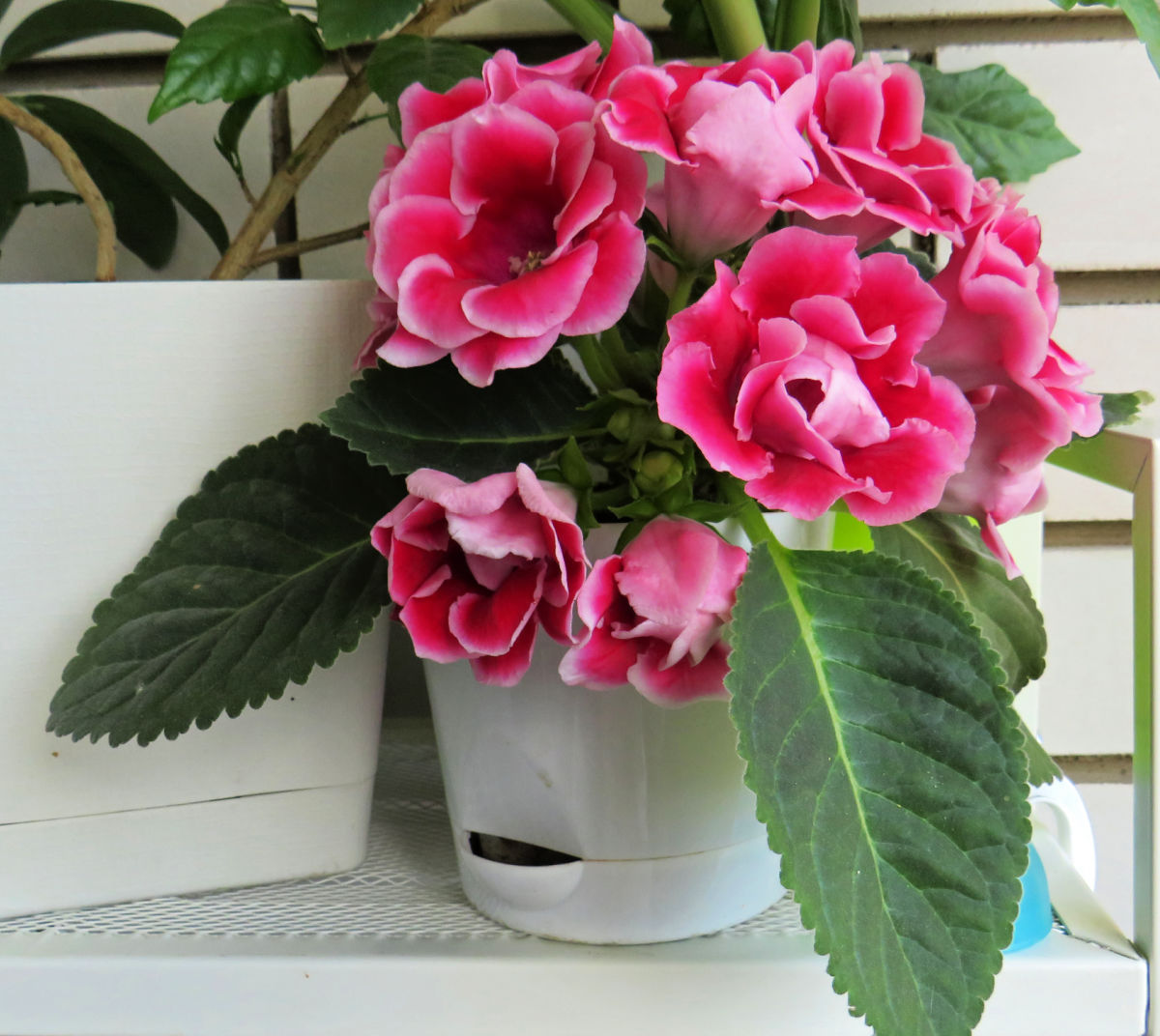 A gloxinia plant with pink flowers in a white pot forced for the holidays.