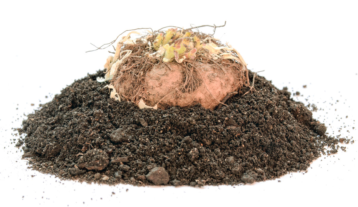 A gloxinia tuber sitting on soil, just starting to regrow.