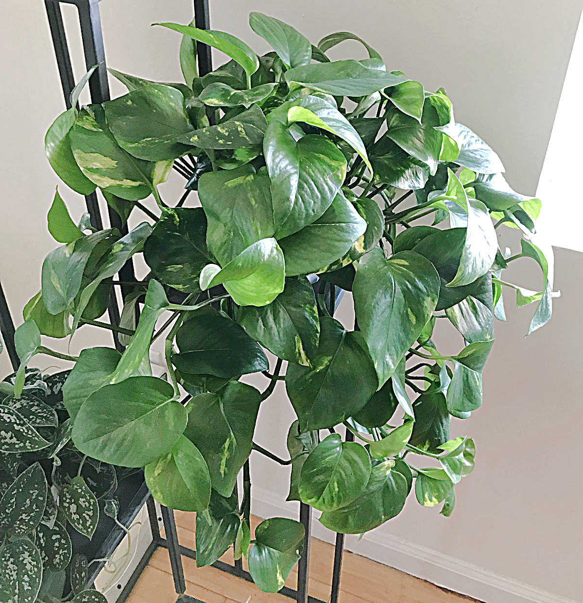 Large golden pothos hanging plant on a black metal stand.