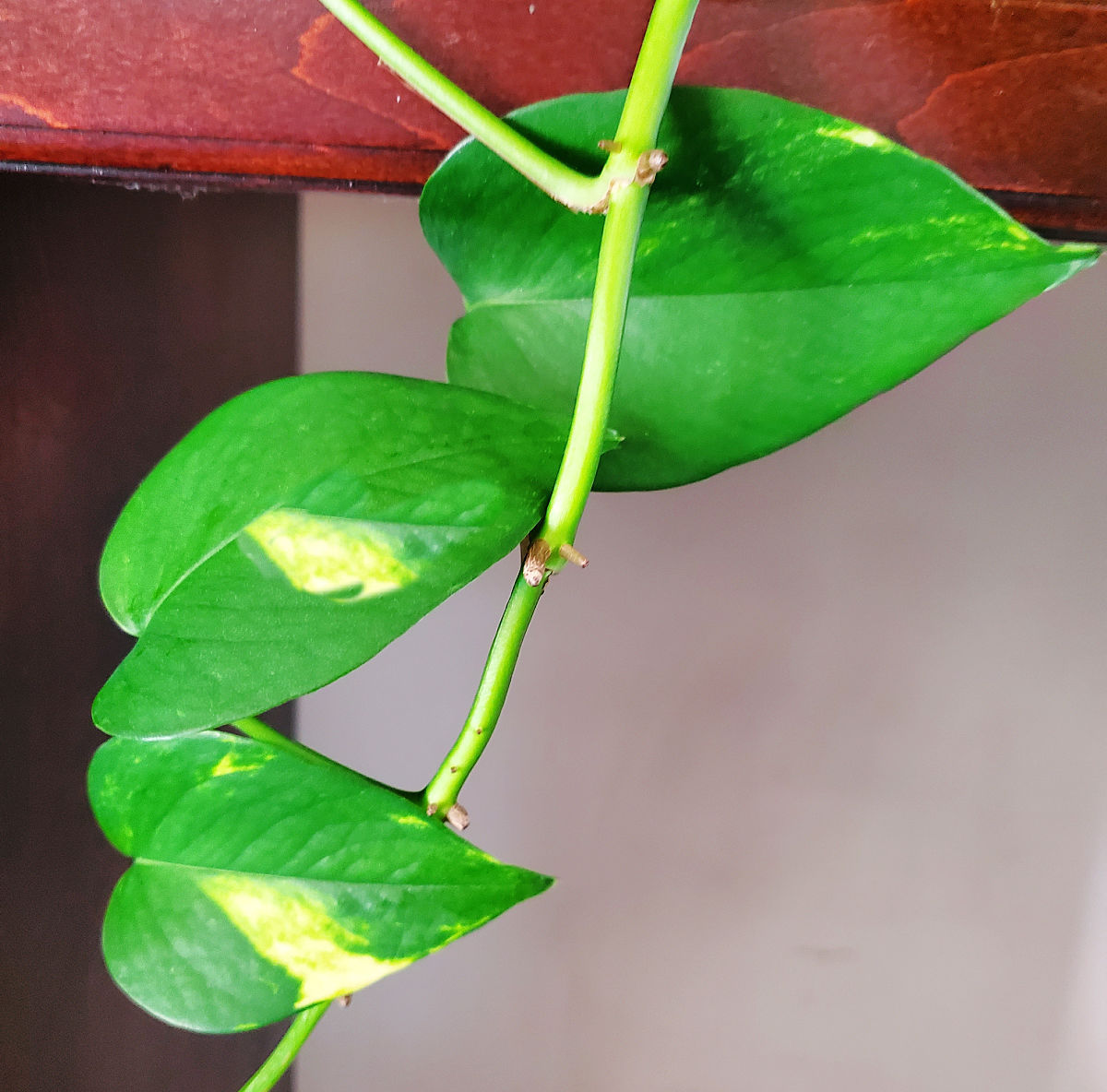 Heart shaped leaves with yellow variegation on a golden pothos plant.