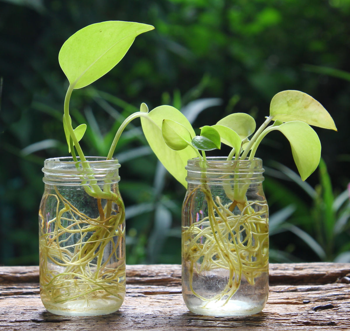 Growing pothos plants in water on a windowsill.