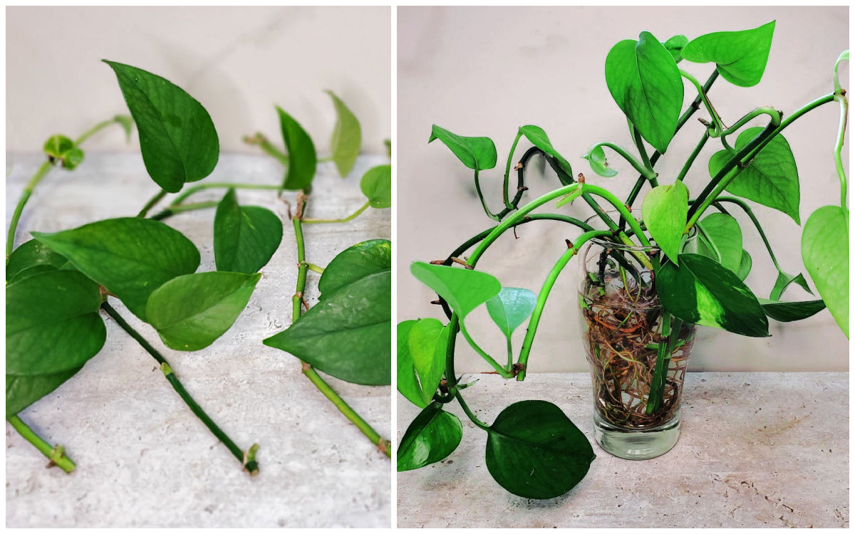 Pothos cuttings and a photo showing growing pothos in water with roots.