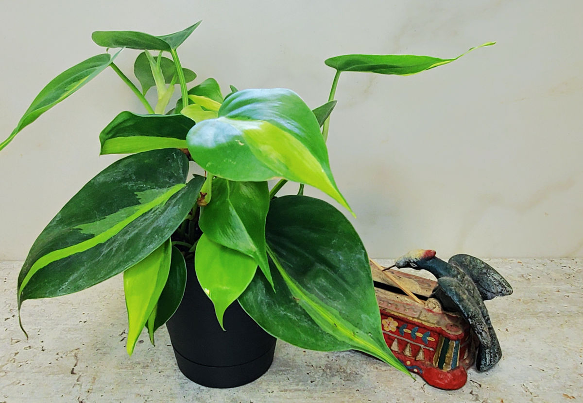 A healthy heartleaf philodendron sitting next to a woodpecker toothpick holder.