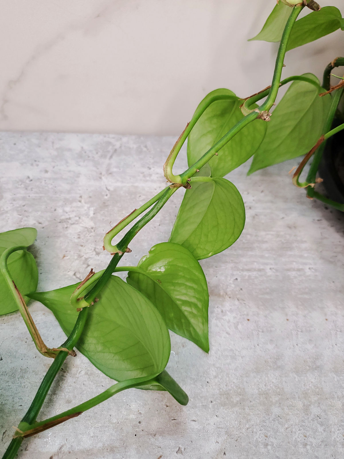 A section of a leggy pothos vine to use for propagation.
