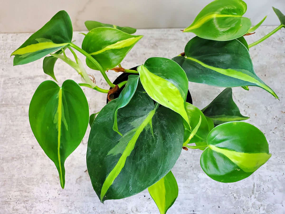 A variegated heartleaf philodendron Brasil on a white countertop.