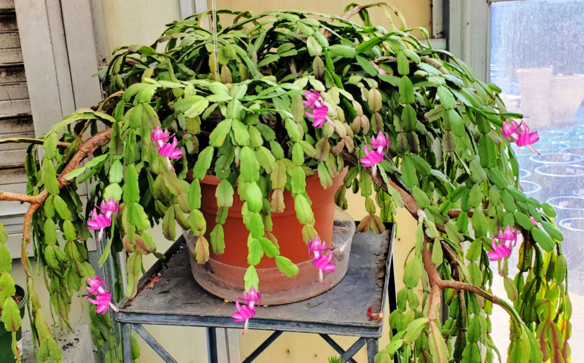 A mature holiday cactus in flower on a black plant stand.