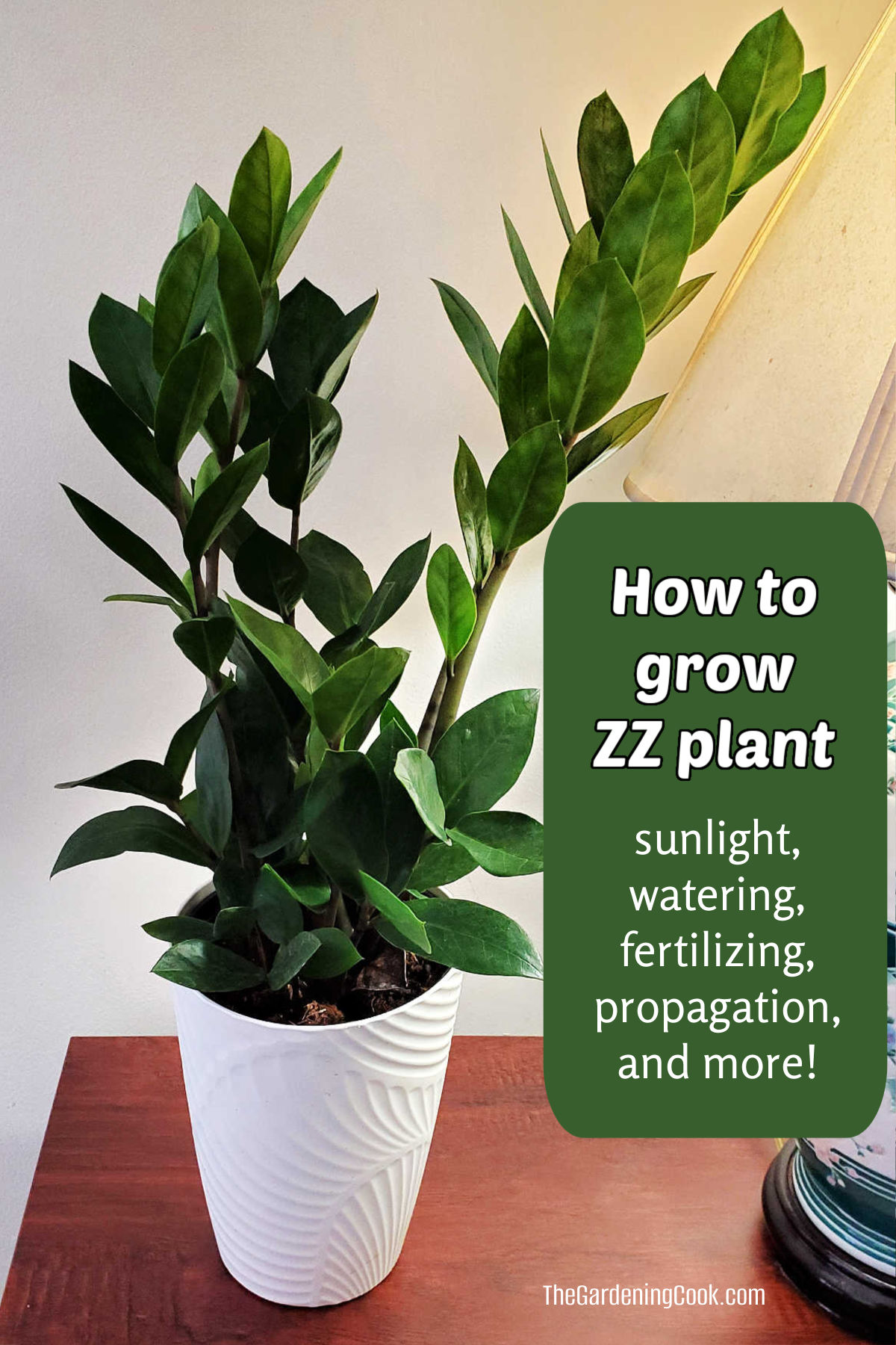 How to Grow and Care for ZZ Plant Indoors A ZZ plant in a white pot with text that reads How to grow ZZ plant, sunlight, watering, fertilizing, propagation and more!