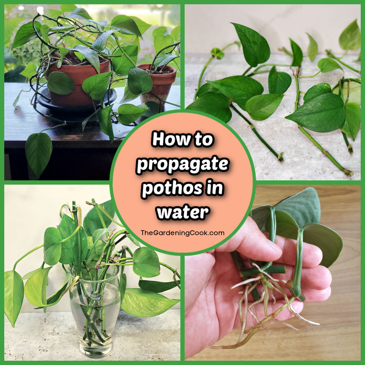 A collage showing pictures of how to propagate pothos in water.