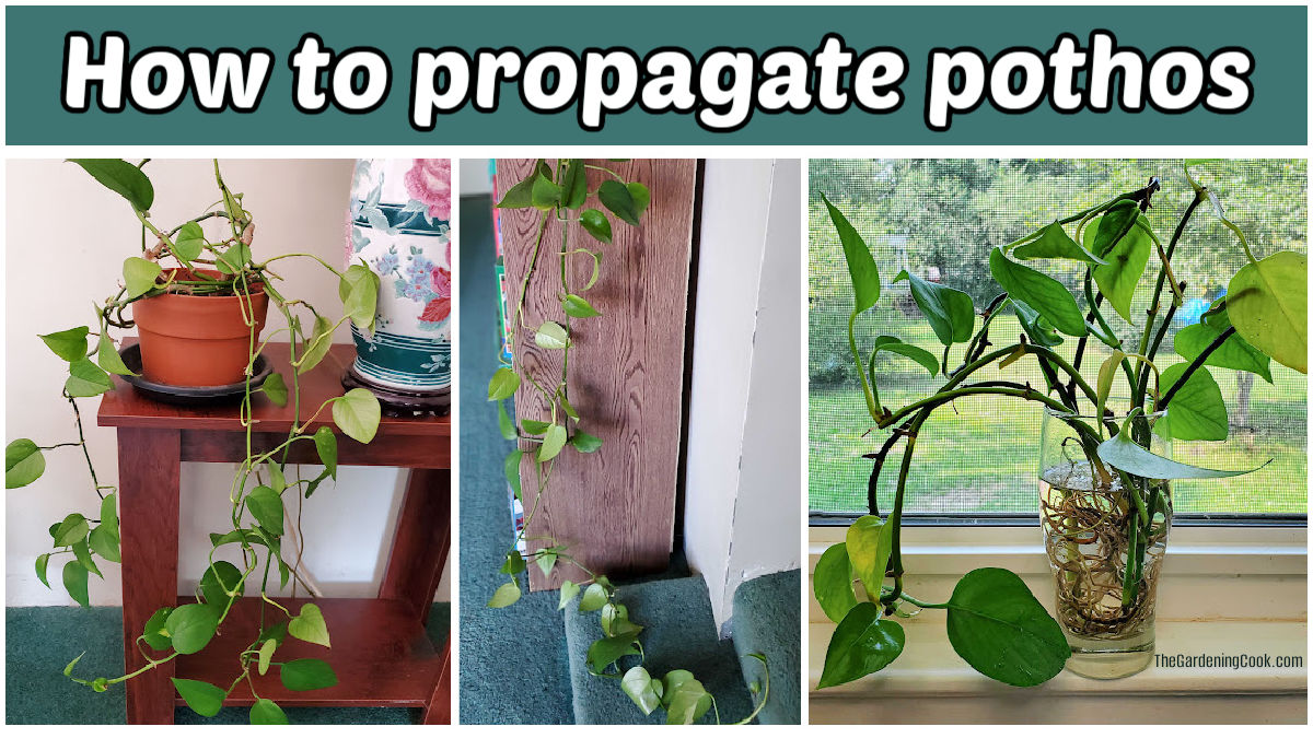 Pictures of a leggy pothos plant and rooted pothos cuttings in water. Text reads how to propagate pothos.