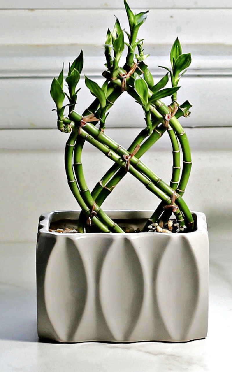 Lucky bamboo plant - Dracaena sanderiana - in a white planter, brained to a pretty shape.