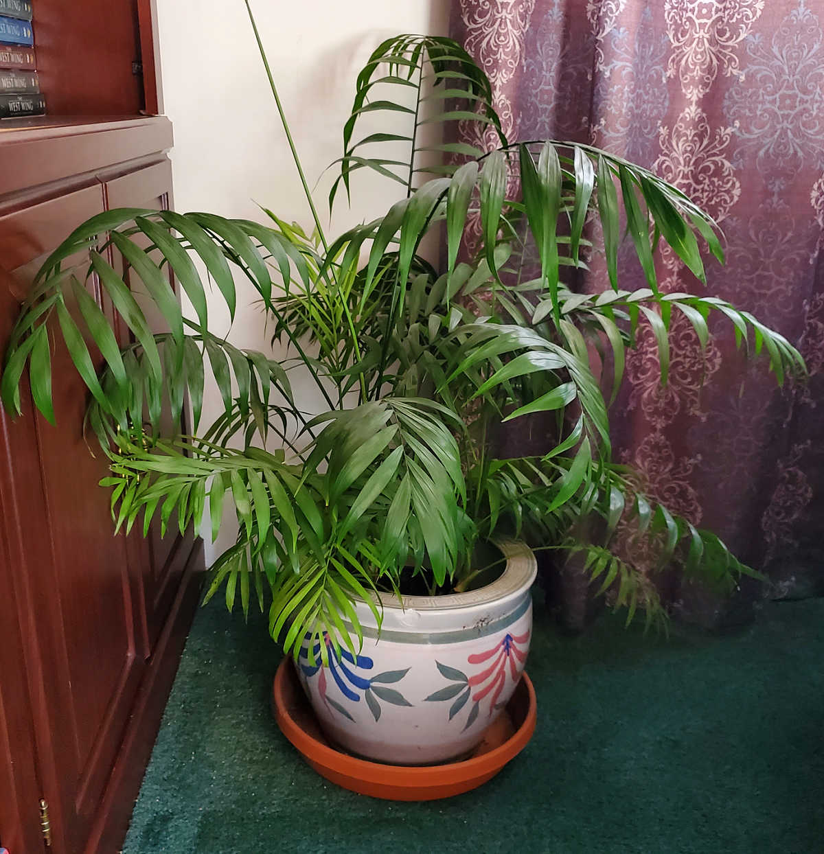 A large parlor palm in a ceramic pot in the corner of a living room.