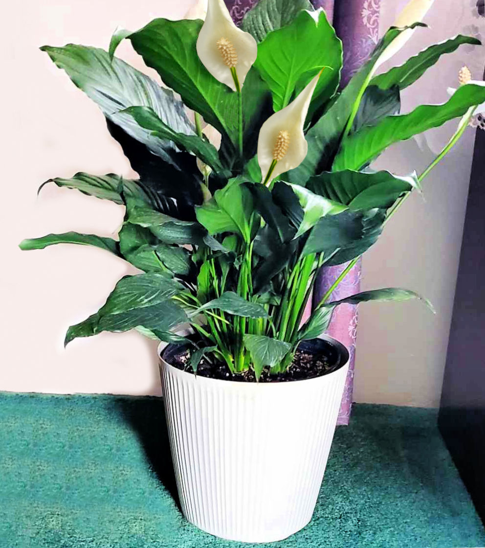 A peace lily plant in a large white pot.