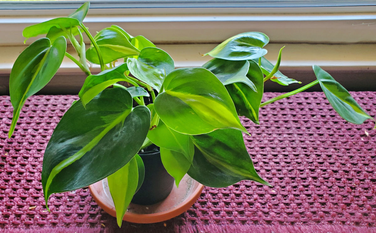 A philodendron hederaceum brasil in a pot sitting in bright, indirect light.