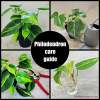 Photos of a heartleaf philodendron, with watering can, garden shears and a cutting in a jar of water. Text reads philodendron care guide.